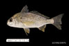 Leiostomus xanthurus, spot, from SEAMAP collections